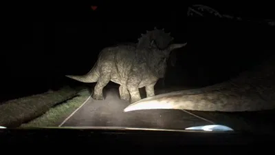 Triceratops || night drive