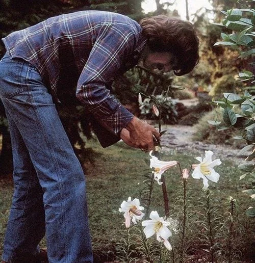 ༄˖°.🍃 George Harrison