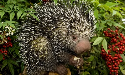 prehensile-tailed porcupine