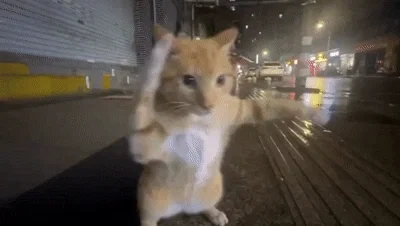 I don't know what to put here