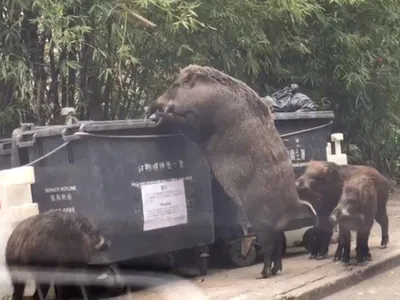 The Big Fat   Boar