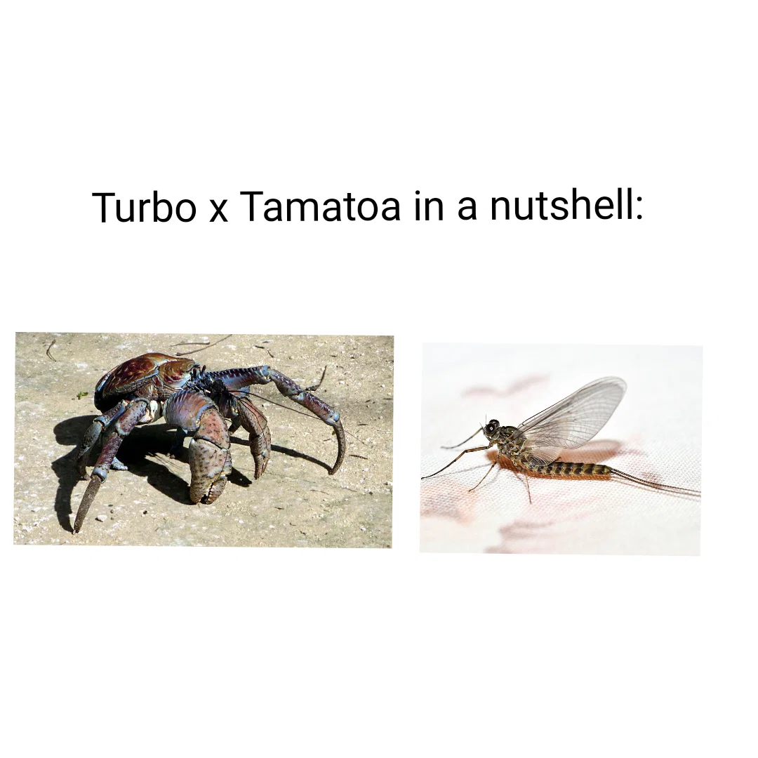 ' Shiny Sweet Tooths '