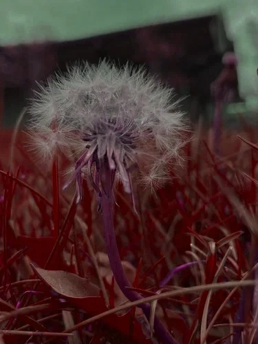 Magical Evil Dandelion