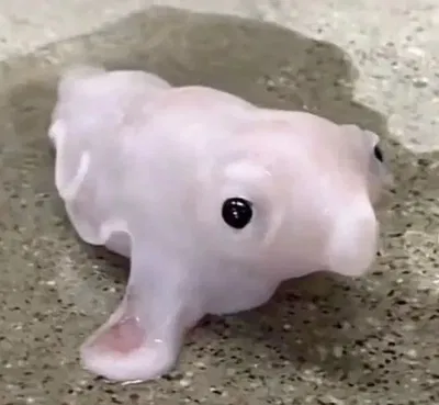 boo