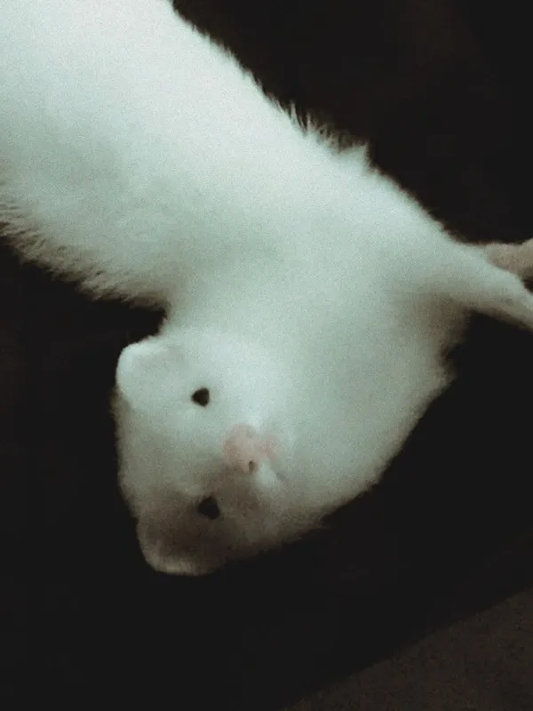 Ferret Draco Malfoy
