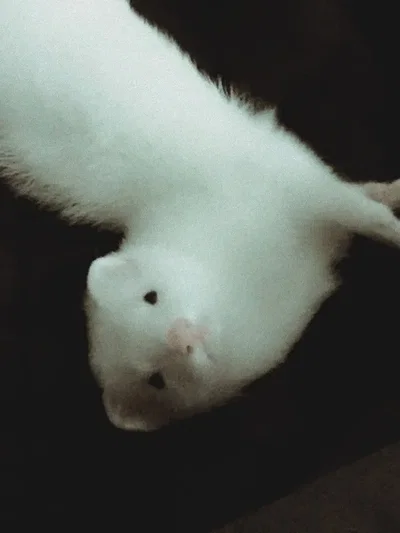 Ferret Draco Malfoy