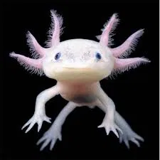 Abrascus