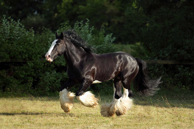 00- Horse breeds