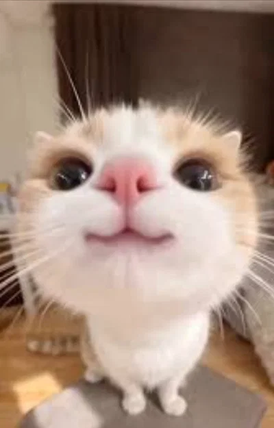 Follower special 